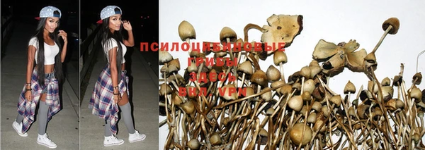 ПСИЛОЦИБИНОВЫЕ ГРИБЫ Богданович